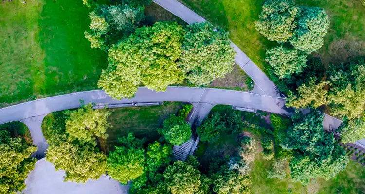 Carretera en medio de árboles y bosques